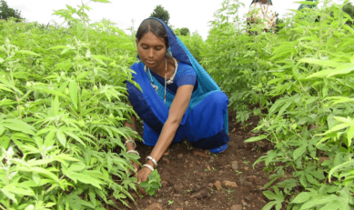 Women lead switch organic cultivation cotton production